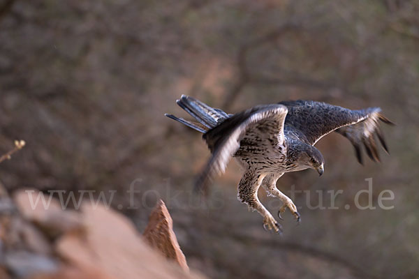 Habichtsadler (Aquila fasciata)