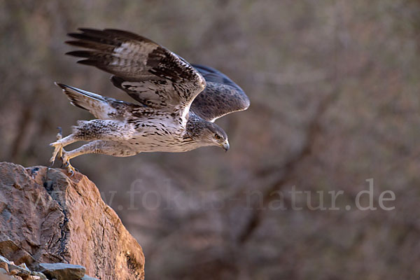 Habichtsadler (Aquila fasciata)