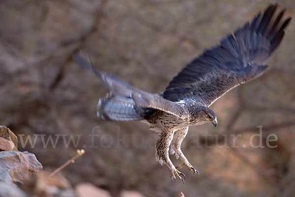 Habichtsadler (Aquila fasciata)