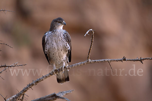 Habichtsadler (Aquila fasciata)