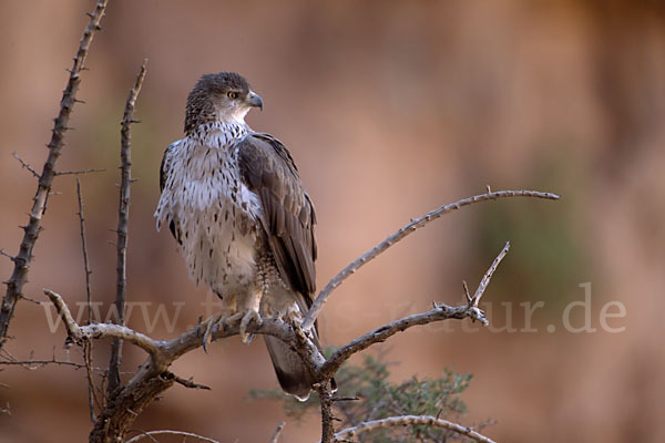 Habichtsadler (Aquila fasciata)