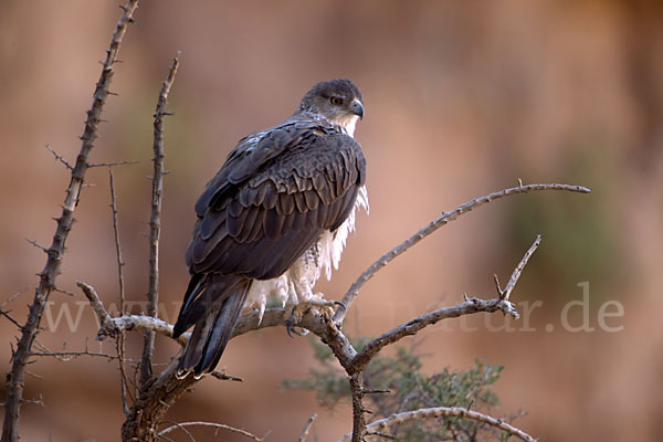 Habichtsadler (Aquila fasciata)