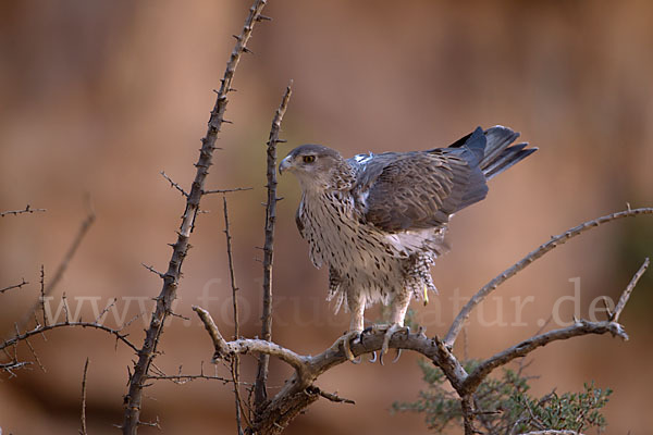 Habichtsadler (Aquila fasciata)