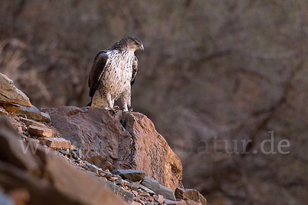 Habichtsadler (Aquila fasciata)