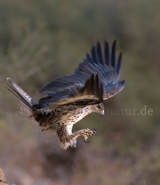 Habichtsadler (Aquila fasciata)