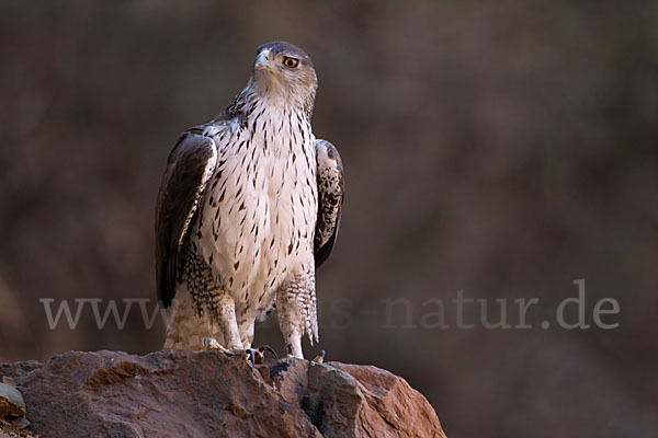 Habichtsadler (Aquila fasciata)