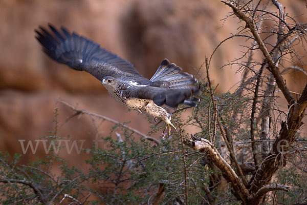 Habichtsadler (Aquila fasciata)