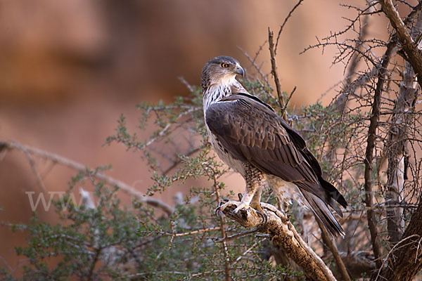 Habichtsadler (Aquila fasciata)