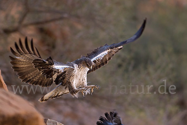 Habichtsadler (Aquila fasciata)