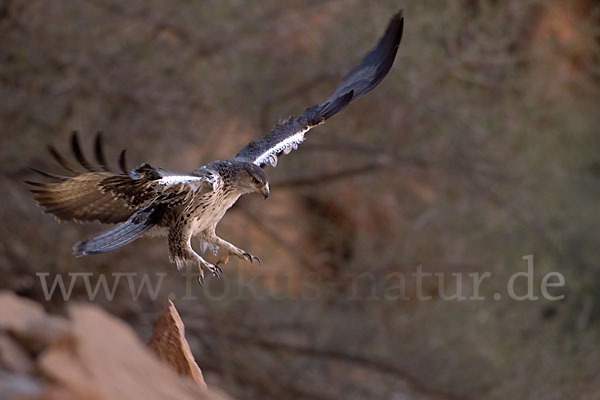 Habichtsadler (Aquila fasciata)