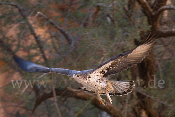 Habichtsadler (Aquila fasciata)