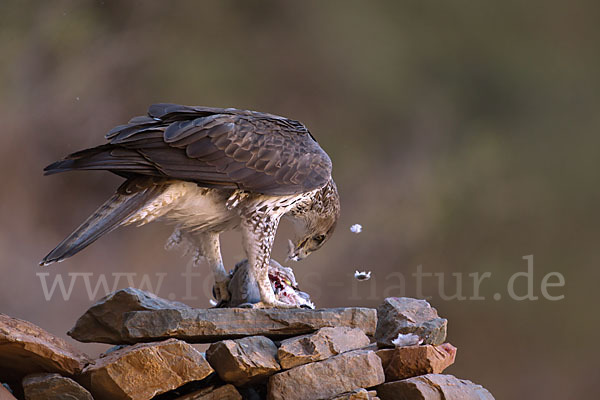 Habichtsadler (Aquila fasciata)