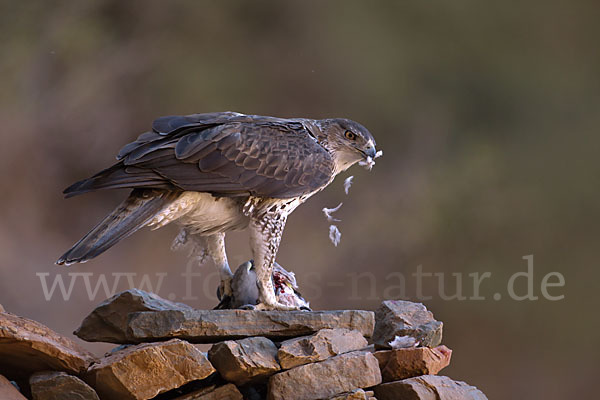 Habichtsadler (Aquila fasciata)