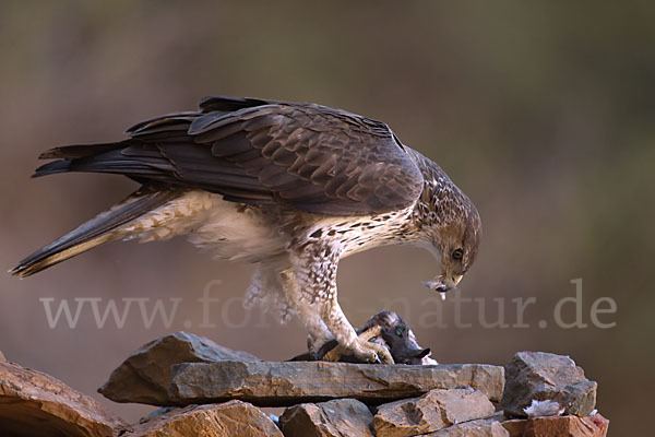 Habichtsadler (Aquila fasciata)