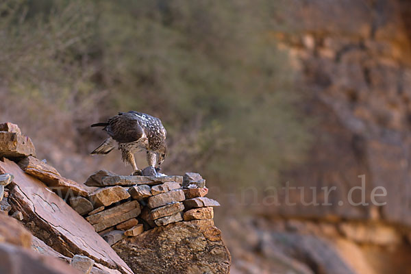 Habichtsadler (Aquila fasciata)