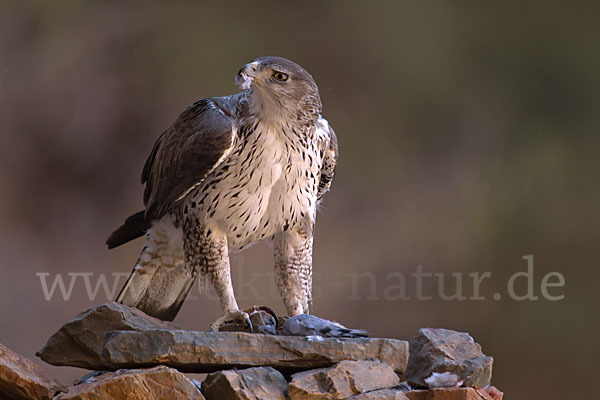 Habichtsadler (Aquila fasciata)