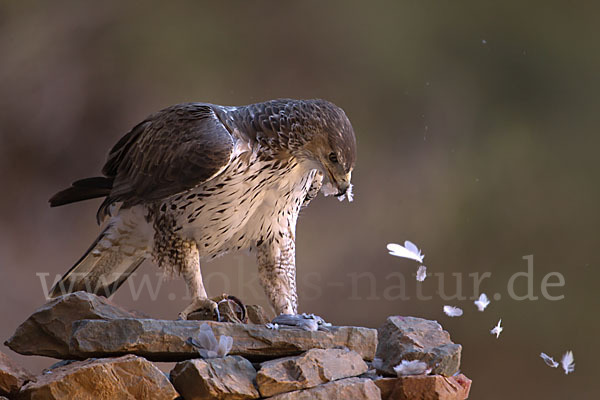 Habichtsadler (Aquila fasciata)