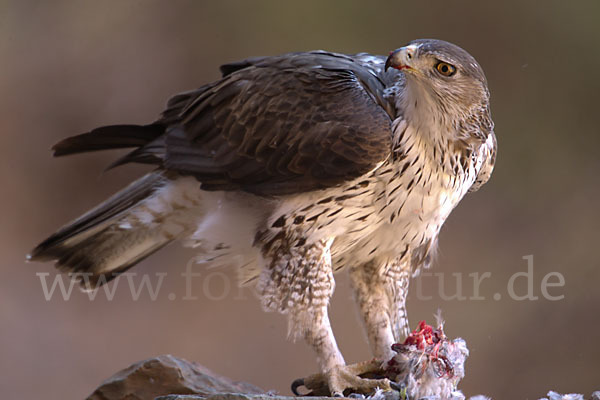 Habichtsadler (Aquila fasciata)