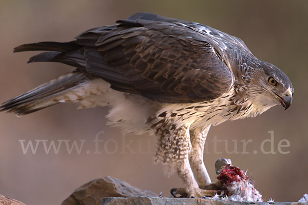 Habichtsadler (Aquila fasciata)