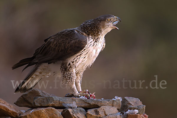 Habichtsadler (Aquila fasciata)