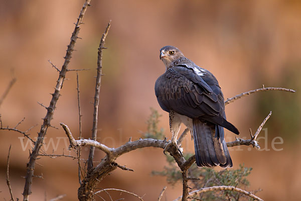 Habichtsadler (Aquila fasciata)