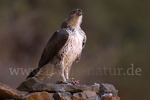 Habichtsadler (Aquila fasciata)