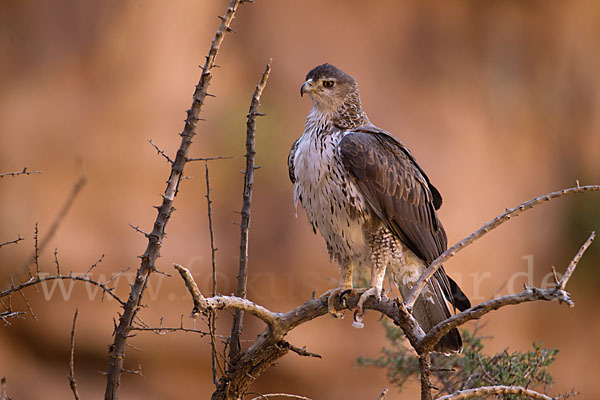 Habichtsadler (Aquila fasciata)