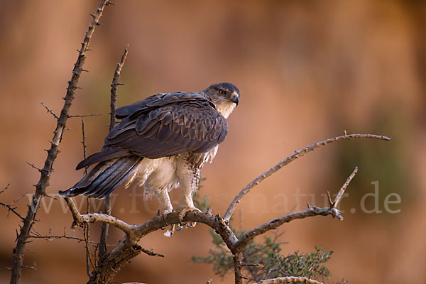 Habichtsadler (Aquila fasciata)