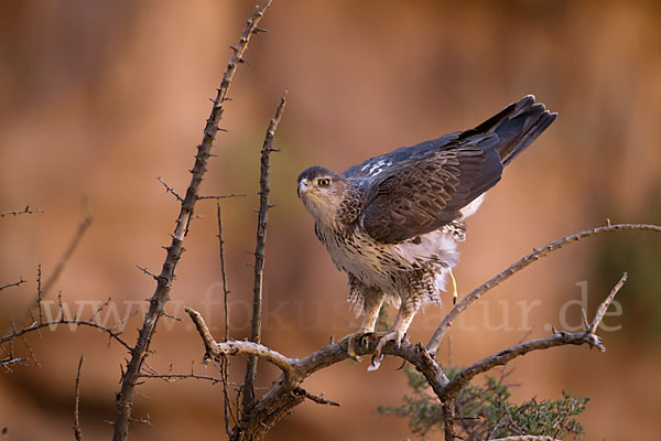 Habichtsadler (Aquila fasciata)