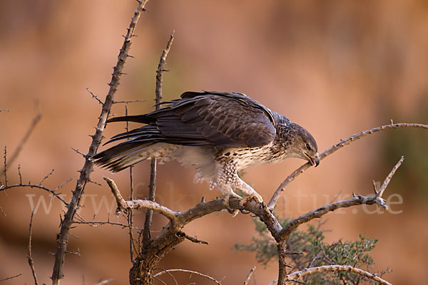 Habichtsadler (Aquila fasciata)