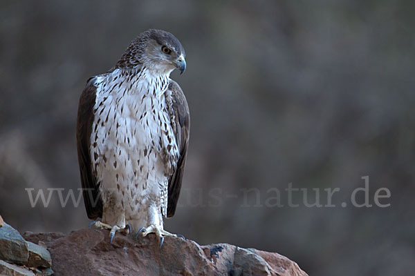 Habichtsadler (Aquila fasciata)