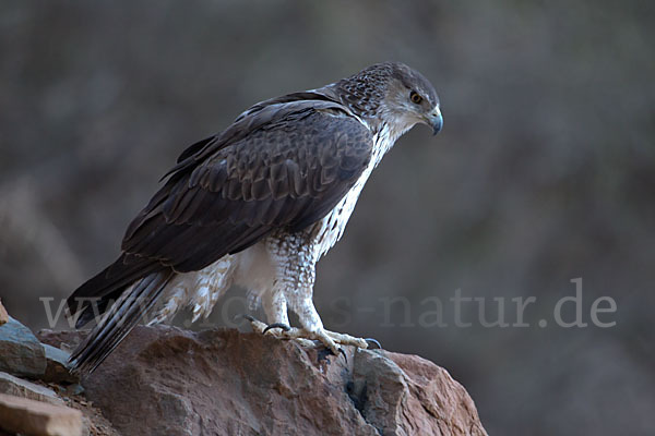 Habichtsadler (Aquila fasciata)