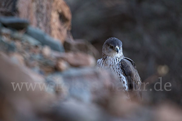 Habichtsadler (Aquila fasciata)