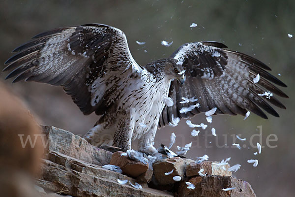 Habichtsadler (Aquila fasciata)