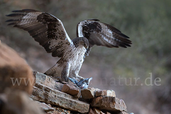 Habichtsadler (Aquila fasciata)