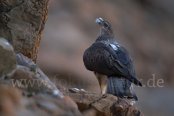 Habichtsadler (Aquila fasciata)