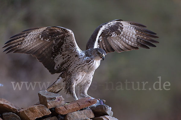 Habichtsadler (Aquila fasciata)