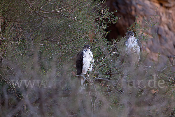 Habichtsadler (Aquila fasciata)