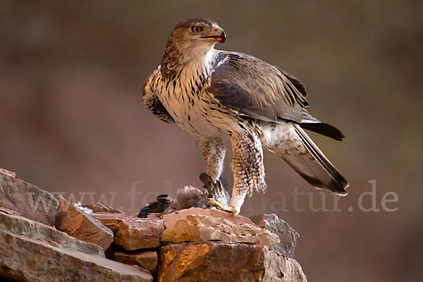 Habichtsadler (Aquila fasciata)