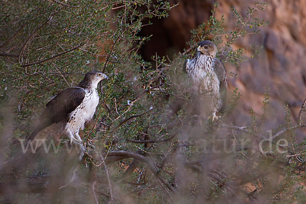 Habichtsadler (Aquila fasciata)