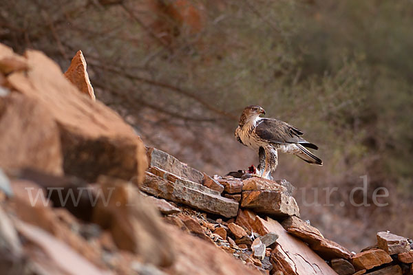 Habichtsadler (Aquila fasciata)