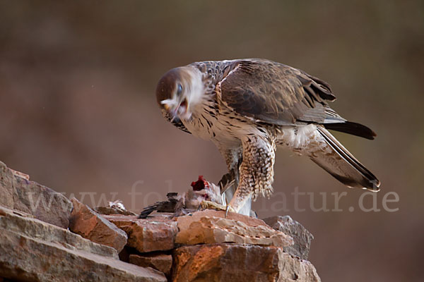 Habichtsadler (Aquila fasciata)