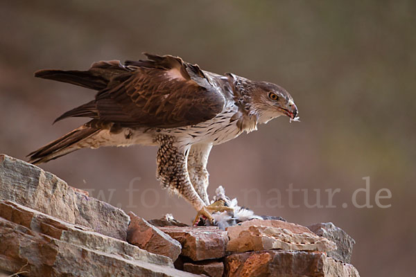 Habichtsadler (Aquila fasciata)