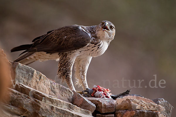 Habichtsadler (Aquila fasciata)