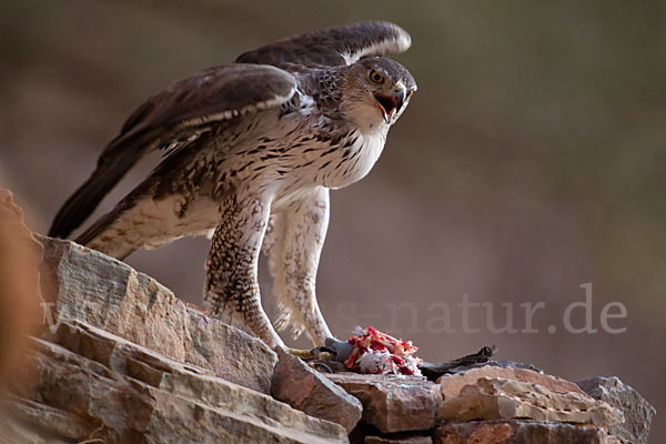 Habichtsadler (Aquila fasciata)