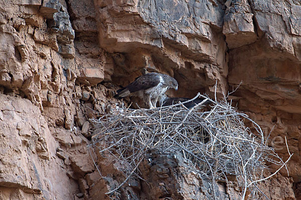 Habichtsadler (Aquila fasciata)