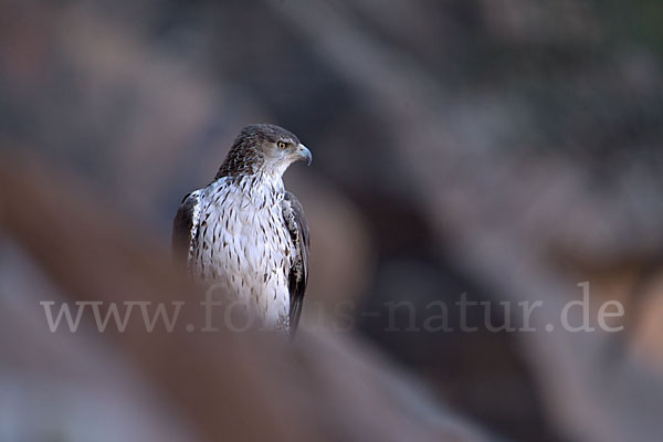 Habichtsadler (Aquila fasciata)