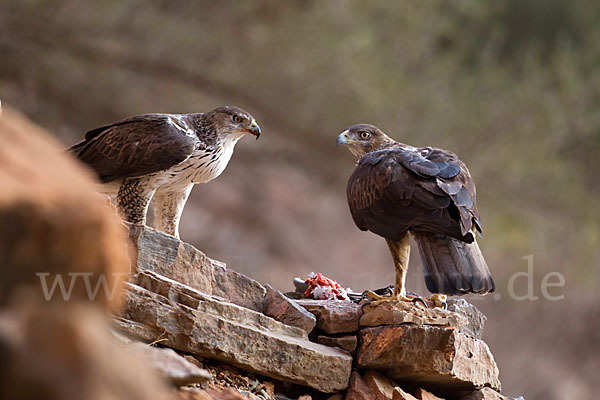 Habichtsadler (Aquila fasciata)