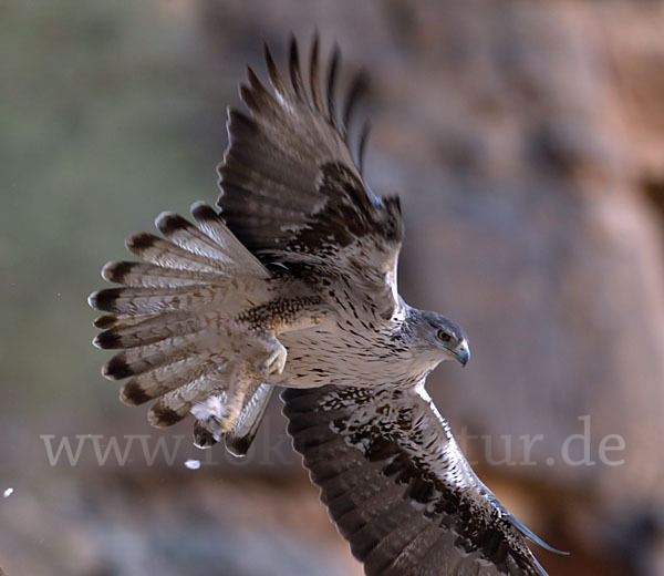 Habichtsadler (Aquila fasciata)