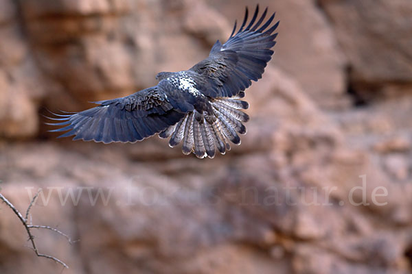 Habichtsadler (Aquila fasciata)